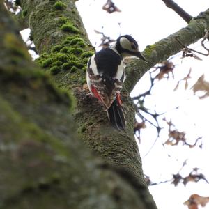 Great Spotted Woodpecker