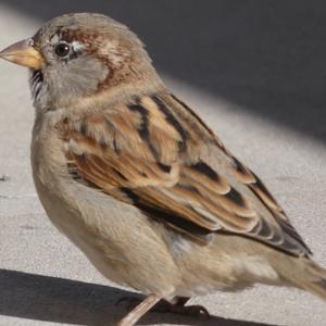 House Sparrow