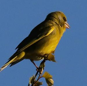 European Greenfinch