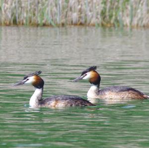 Great Crested Grebe