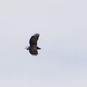 White-tailed Eagle