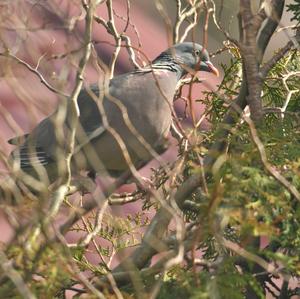 Common Wood-pigeon