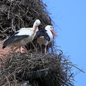 White Stork