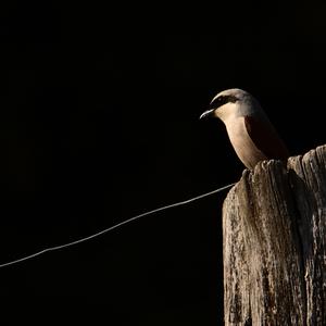 Red-backed Shrike