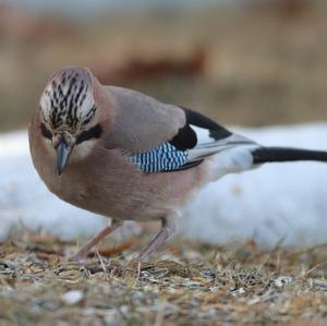 Eurasian Jay