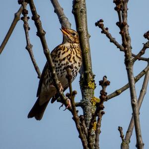 Song Thrush