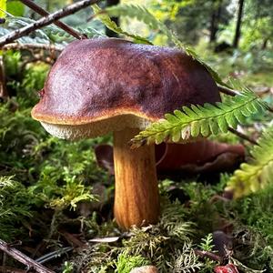 Bay Bolete