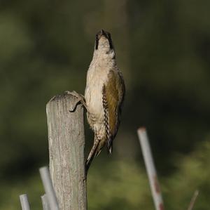 Eurasian Green Woodpecker