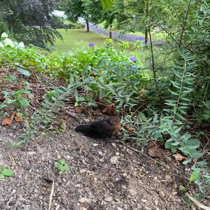 Eurasian Blackbird