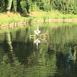 Grey Heron