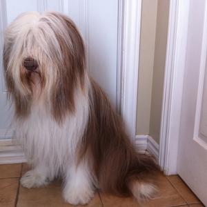 Bearded Collie