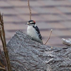 Nuttall's Woodpecker