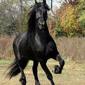 Friesian