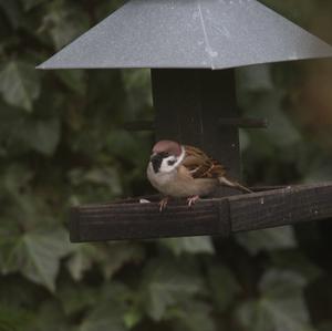 Eurasian Tree Sparrow