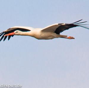 White Stork