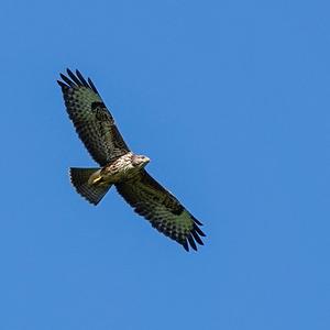 Common Buzzard