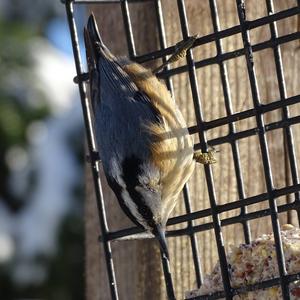 Red-breasted Nuthatch