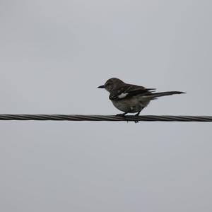 Northern Mockingbird