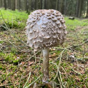 Shaggy Parasol