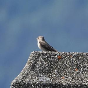 Spotted Flycatcher