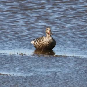 Northern Shoveler