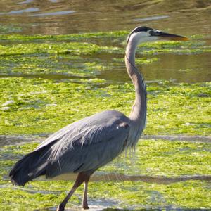 Great Blue Heron