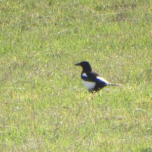 Black-billed Magpie