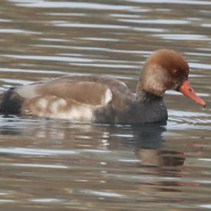 Red-crested Pochard