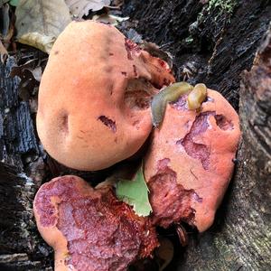 Beefsteak Polypore