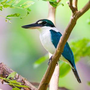 Collared Kingfisher