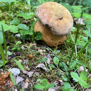 Lurid Bolete