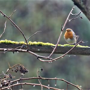 European Robin