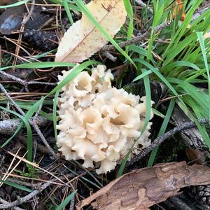 Eastern Cauliflower Mushroom