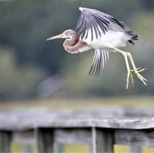 Tricoloured Heron