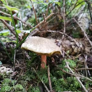 Red-cracked Bolete