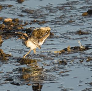 Common Sandpiper