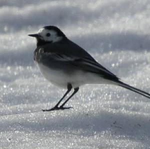 White Wagtail