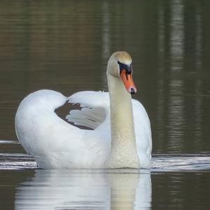 Höckerschwan