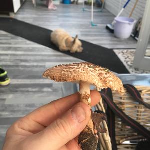 Sharp-scaled Lepiota