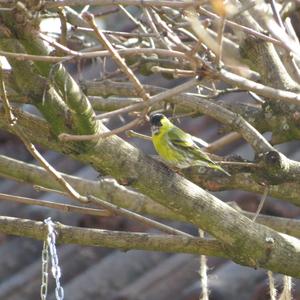 Eurasian Siskin