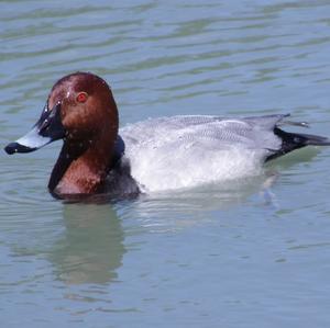 Common Pochard