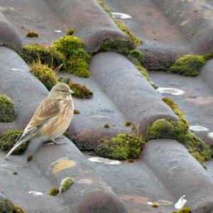 Eurasian Linnet