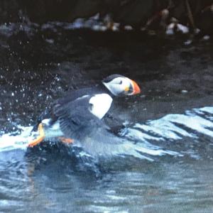 Atlantic Puffin