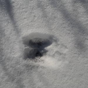 Unknown Species