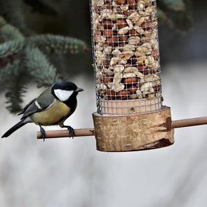 Great Tit