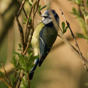 Blue Tit