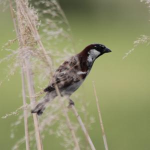 House Sparrow