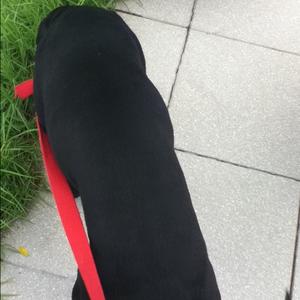 Unknown Breed