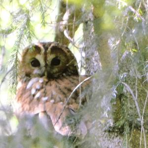 Tawny Owl