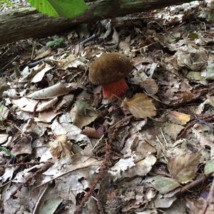 Dotted-stem Bolete